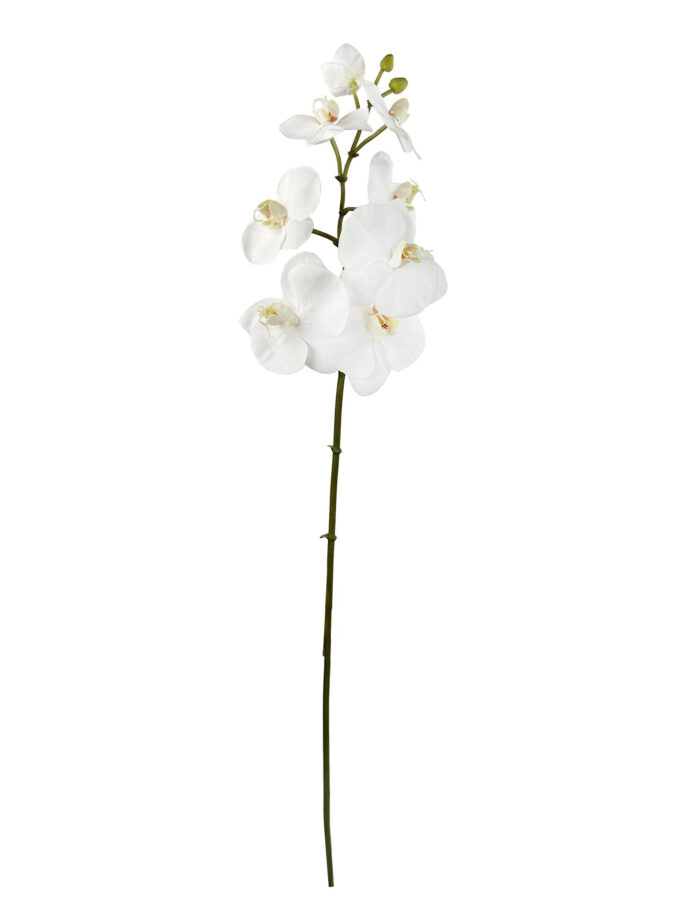 Орхидея "Phalaenopsis" 80 см 1 Орхидея "Phalaenopsis" 80 см