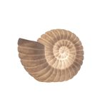 Настолна лампа "Seashell"